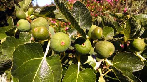 Figs_CC_sm