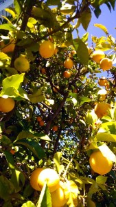 Bounty on lemons